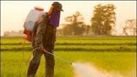 Why India Pesticides Share Price is Falling