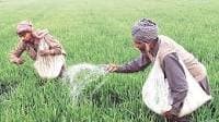 These fertiliser shares can rally up to 23% amid monsoon boom forecast